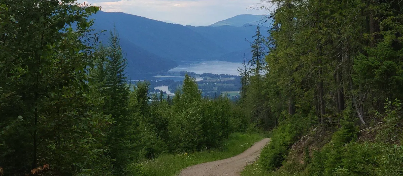 Forest road leading into the valley